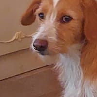 ALTO, chien à adopter