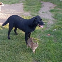 MAYA, chienne à adopter