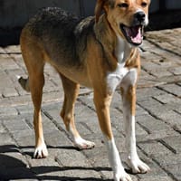 TEO, chien à adopter