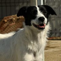 TAMARA, chienne à adopter
