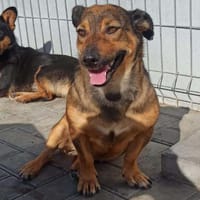 TOPAZIA, chienne à adopter