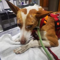 Lita, perra en adopción