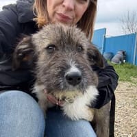 Rudi 50 cm ca 9 mon., Hund zur Adoption