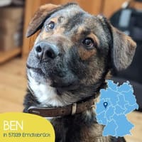 Cleverer Ben sucht seine Menschen, Hund zur Adoption