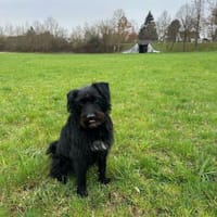 Alfi 2-jähriger Puli Mix, Hund zur Adoption