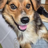 BENITO, kleines Energiebündel...., Hund zur Adoption