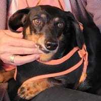 Sissy, Hündin zur Adoption
