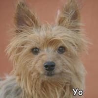 YO, Hund zur Adoption