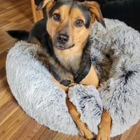 Bobby sucht seine Menschen, Hund zur Adoption
