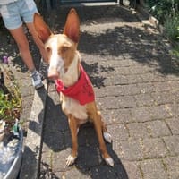 Xenon - Bildschöner Podenco, Hund zur Adoption