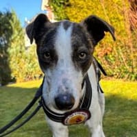 MILOW wünscht sich so sehr eine Familie, Hund zur Adoption