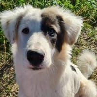 lieber Ikarus sucht seine Menschen, Hund zur Adoption