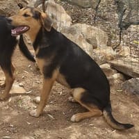 Die 3 Musketiere, Hund zur Adoption