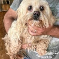 Leo 💙💙💙 sucht sein Glück, Hund zur Adoption