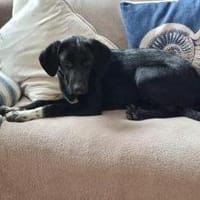 Clara - Verspielte Kuschelmaus, Hündin zur Adoption