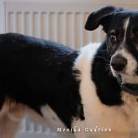 Maxi sucht seine Menschen, Hund zur Adoption