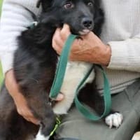 Kiko - aufgeweckt u. freundlich, Hund zur Adoption
