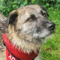 Toby - eine treue Seele, Hund zur Adoption