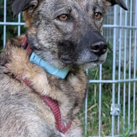 Samira - bereit für ihr neues Zuhause, Hündin zur Adoption