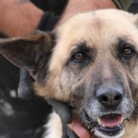 Cassie - sehr verschmust u. lieb ❤❤❤, Hündin zur Adoption