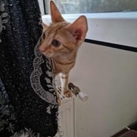 DaVinci, ein Katerle mit großem Namen, Kater zur Adoption