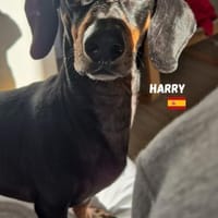 Harry - unkompliziert und verschmust, Hund zur Adoption