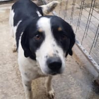 Olga sucht ein Zuhause, Hündin zur Adoption