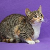 Masha, Katze zur Adoption
