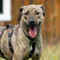 Sara, Hündin zur Adoption