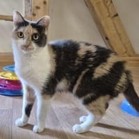Yor und Ari, Katze zur Adoption