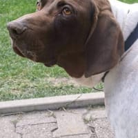 CANDY, w., kastr., Pointer-Mix, 60 cm, Hündin zur Adoption