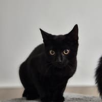 Baghira, Katze zur Adoption