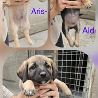 Dackel Mischlinge suchen ein Zuhause, Hund zur Adoption