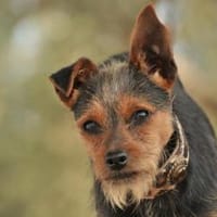 YOKO, Hund zur Adoption
