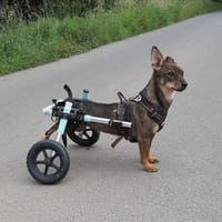 liebe kara sucht ihre Menschen, Hündin zur Adoption