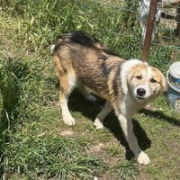 Sansa, hübsches Hundemädchen sucht, Hündin zur Adoption