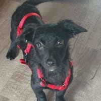 Süsse LOTTI sucht ihr Für-Immer-Zuhause, Hündin zur Adoption