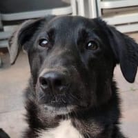 ANNI - liebevoll & menschenbezogen, Hündin zur Adoption