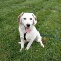 Valentin 48 cm Pflegestelle, Hund zur Adoption