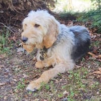 Red - krank und abgeschoben, Hund zur Adoption