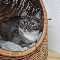 Mahdi, Kater zur Adoption