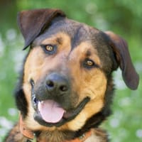 SPUTI - lebensfroh&kinderlieb, Hund zur Adoption