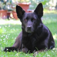 Elsa sucht ihr Happy End, Hündin zur Adoption