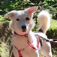 ROONA - intelligent & schön, Hündin zur Adoption