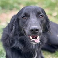 Mack sucht ein schönes Zuhause, Hund zur Adoption