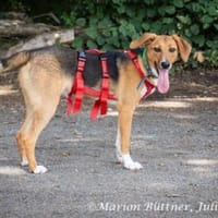Palou ist freundlich und neugierig, Hund zur Adoption