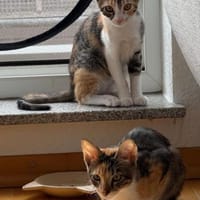 Malina und Ljuba aus dem Tierschutz, Katze zur Adoption