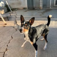 TIMBA, m., kastr., Mischling, ca. 42 cm, Hund zur Adoption