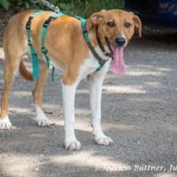 Perro ist freundlich und neugierig, Hund zur Adoption