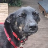 Hundemädchen LISA, Hündin zur Adoption